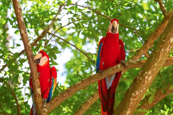 Παπαγάλος Της Ara Macaw Κλαδί Σάρα Μακάο Παπαγάλος Παπαγάλος Έξω — Φωτογραφία Αρχείου