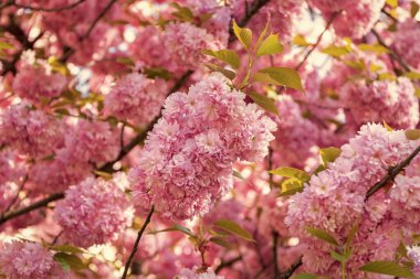 Çiçek açan bahar ağacında pembe sakura çiçeği. doğa arkaplanı.