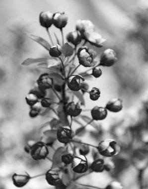 Baharda çiçek açan sakura ağacının pembe tomurcukları..