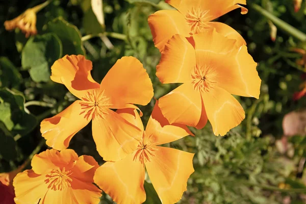 Πορτοκαλί Λουλούδι Της Eshscholzia Ηλιόλουστο Καιρό — Φωτογραφία Αρχείου