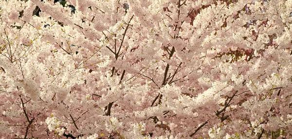 Flor Sakura Cerezo Primavera Flores Fondo — Foto de Stock