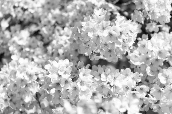Szakurafa Virágzása Tavaszi Évszakban Virágos Háttér — Stock Fotó