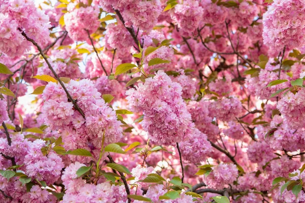 Ροζ Λουλούδι Sakura Ανθισμένο Ανοιξιάτικο Δέντρο — Φωτογραφία Αρχείου