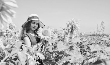 İlgili bahçıvan. Güzel ayçiçekli mutlu çocuk portresi. Sarı çiçeklerin arasında saman şapkalı neşeli çocuk. Yaz ayçiçeği tarlasında küçük bir kız. Mutlu çocuklar günü. çocukluk mutluluğu.