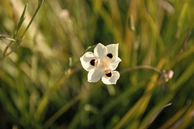 Güzellik çiçek açar. Beyaz çiçek. Bulanık çimenlerde açan çiçek. Çiçek açan bitki. Flora ve botanik.