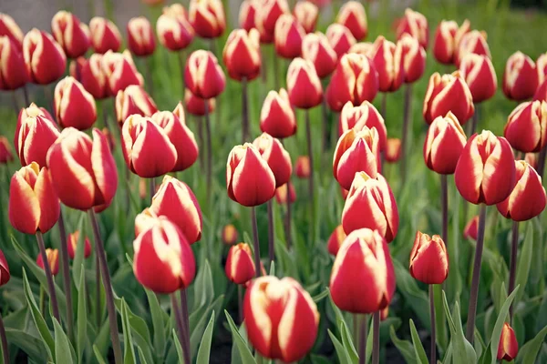Červená Tulipán Květina Detailní Barevným Přírodním Pozadím Tulipánová Zahrada — Stock fotografie