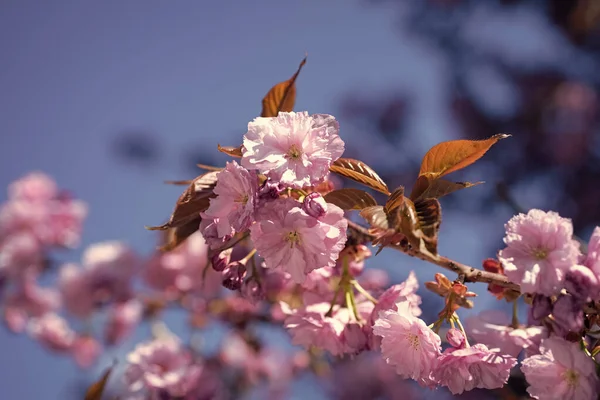 Baharda Gökyüzünde Çiçek Açan Sakura Ağacının Pembe Çiçekleri — Stok fotoğraf