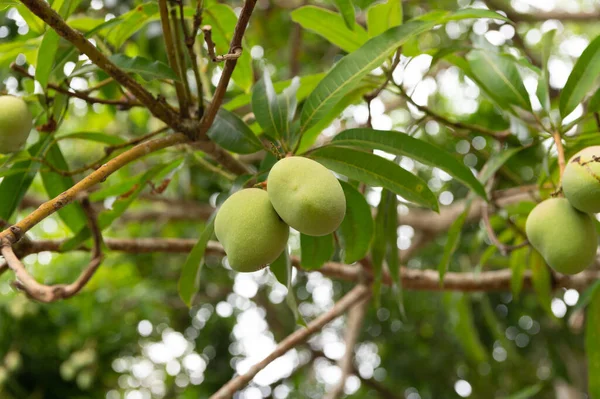 Φυτό Μάνγκο Στο Δέντρο Μάνγκο Φυτικό Φρούτο Τροπικό Φυτό Μάνγκο — Φωτογραφία Αρχείου
