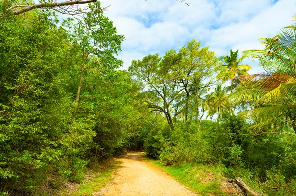 Tropikal Orman Manzarasının Yollu Hali Tropik Orman Doğası Tropik Orman — Stok fotoğraf