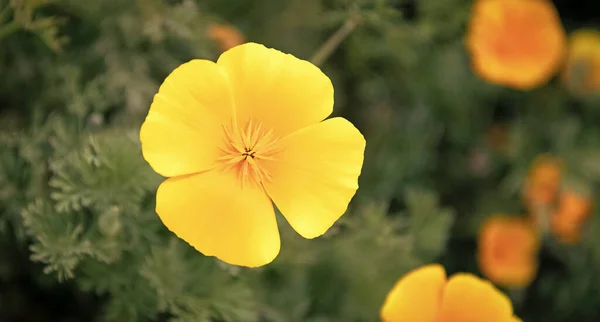 Turuncu Sarı Eschscholzia Çiçeği Makrosu Doğal Arka Planda Bahar Çiçekleri — Stok fotoğraf