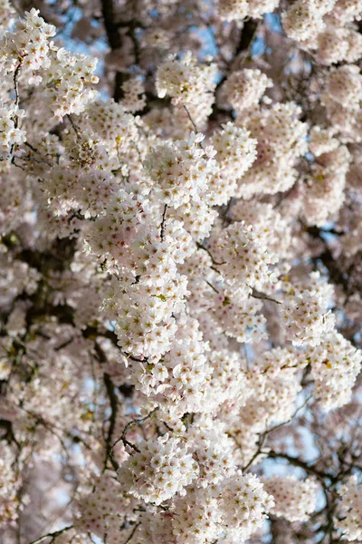 Fleur Sakura Sur Branche Arbre Foyer Sélectif Macro Nature — Photo