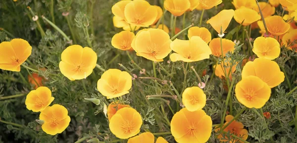 Flor Eschscholzia Amarillo Anaranjado Flores Primavera Sobre Fondo Natural —  Fotos de Stock