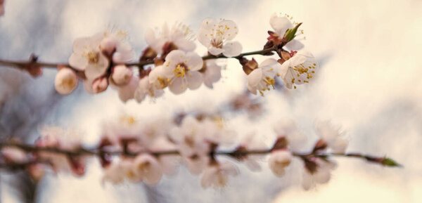 Tree branches blossoming with spring flowers on natural blurry background, blossom.