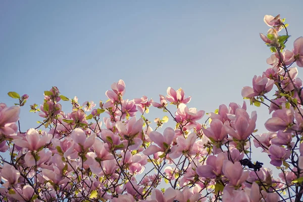 Bloemen Van Magnolia Boom Het Voorjaar Kopieerruimte — Stockfoto
