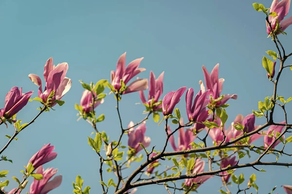 Flor Magnólia Rosa Árvore Primavera Florescendo — Fotografia de Stock