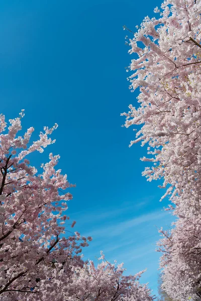 Rosa Blüten Des Sakura Baumes Einem Frühlingstag — Stockfoto