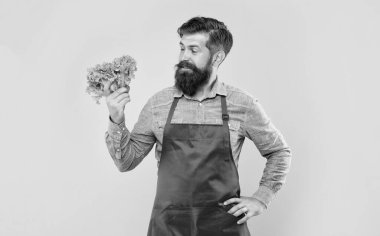 Happy man in apron looking at fresh leaf lettuce yellow background, greengrocer.