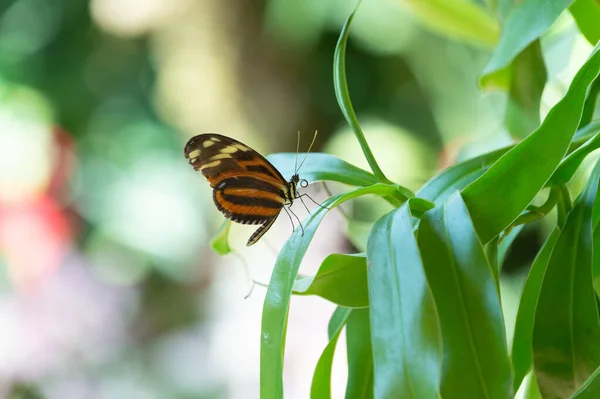 Kanatlı Kelebek Görüntüsü Doğadaki Kelebek Kelebek Böceği Yakın Plan Uçan — Stok fotoğraf