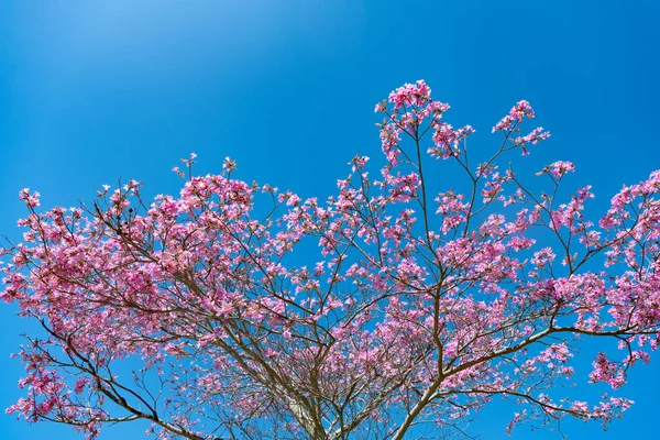 Roze Bloei Van Sakura Boom Zonnige Blauwe Hemel — Stockfoto