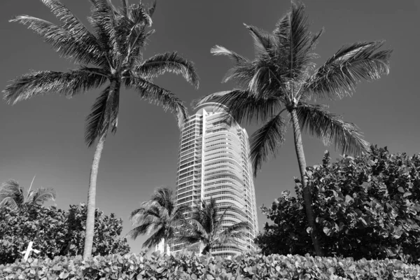 Stadsgezicht Met Wolkenkrabber Palmen Tropisch Park Aan Blauwe Hemel South — Stockfoto