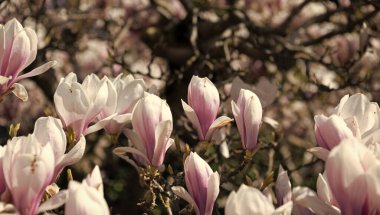İlkbaharda ağaçta açan güzel manolya çiçeğinin makro görüntüsü..