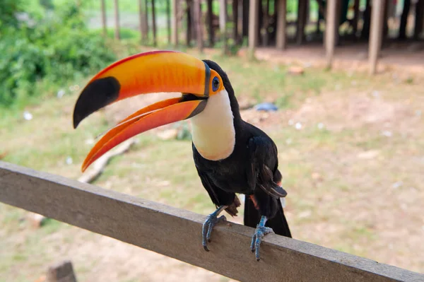 オレンジ色のくちばしを持つタコ鳥 外のトコの鳥の写真 バード アウトドア 野生動物のトコの鳥 — ストック写真