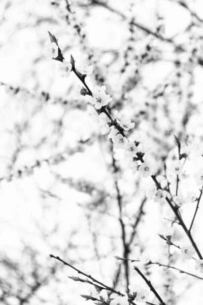 Ветви Деревьев Цветущие Весенними Цветами Естественном Размытом Фоне Цветок Сакуры — стоковое фото