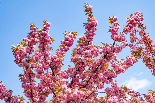 Ροζ Λουλούδι Sakura Ανθισμένο Ανοιξιάτικο Δέντρο Φλοράλ Φόντο — Φωτογραφία Αρχείου