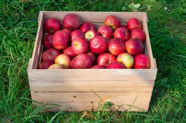 Kutuda elma bahçesi hasadı. Sonbaharda elma bahçesi hasadı. Elma bahçesi meyve hasadı. Elma bahçesi hasadının fotoğrafı.