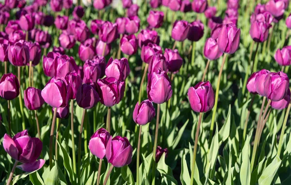 Fleur Tulipe Violette Printemps Fleur Tulipe Sur Lit Fleurs Fleur — Photo