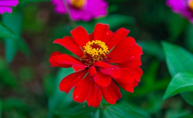 Doğada kırmızı zinya çiçeği. Dışarıdaki zinnia çiçeği. Zinnia çiçeği fotoğrafı. Yapraklı zinnia çiçeği.