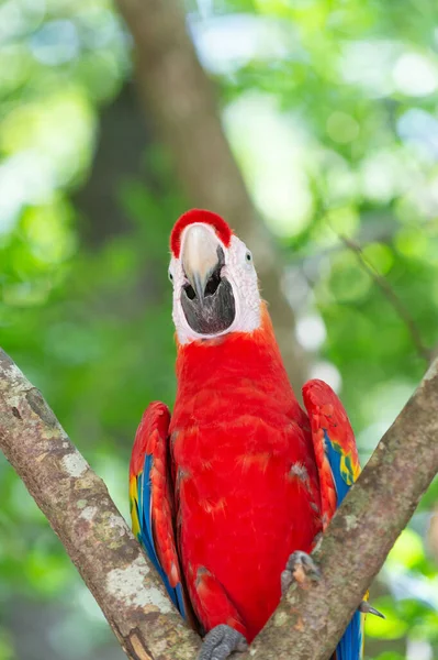 Rote Farbe Für Einen Papagei Draußen Foto Eines Ara Papageien — Stockfoto