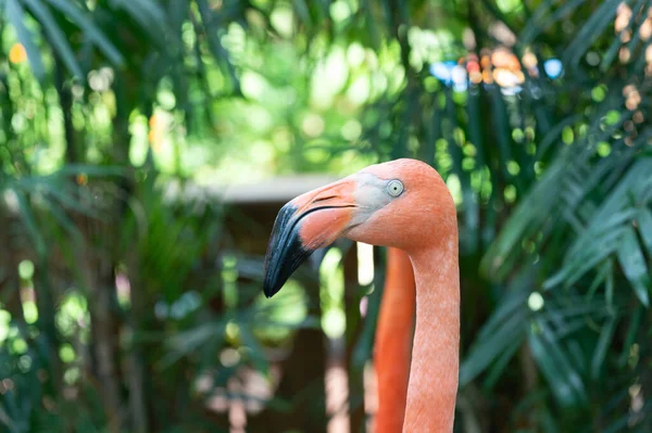 Flamingo Kuşunun Doğadaki Resmi Vahşi Hayatta Flamingo Kuşu Pembe Tüylü — Stok fotoğraf