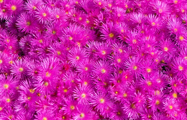 Φόντο Λουλούδι Ματζέντα Πράσινο Φόντο Λουλούδι Φωτεινό Χρώμα Φωτογραφία Του — Φωτογραφία Αρχείου
