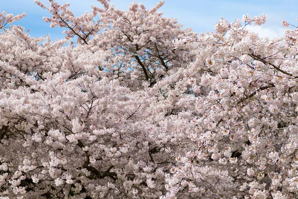 Rosa Sakura Träd Blomma Natur Bakgrund Våren — Stockfoto