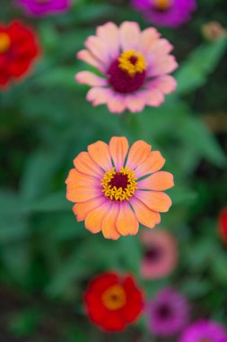 Zinnia çiçeğinin görüntüsü. Yapraklı zinnia çiçeği. Doğadaki zinnia çiçeği. Dışarıdaki zinnia çiçeği..