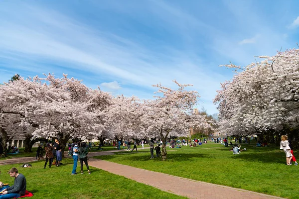 Seattle Washington Usa April 2021 Menschen Park Genießen Die Frühlingsblüte — Stockfoto