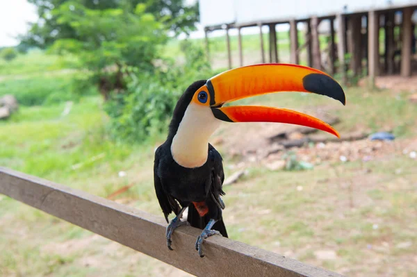 外にいるトコの鳥のイメージです バード アウトドア 野生動物のトコの鳥 オレンジ色のくちばしを持つ — ストック写真
