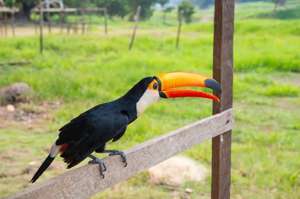 동물의 서식지이다 동물의 수역이다 오렌지색 부리를 벌리는 좋아하죠 동물의 큰부리새 — 스톡 사진