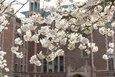 Sakura çiçek açan doğa dalı. Baharda kiraz çiçeği açar. Sakura çiçeğinin fotoğrafı. Sakura baharda çiçek açar.