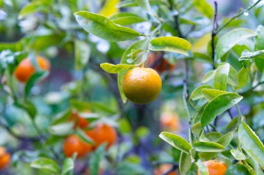 Ağaçta mandalina var. Olgun mandalina dalı. mandalina ağacı bitkisi. Mandalina turunçgillerinin fotoğrafı.