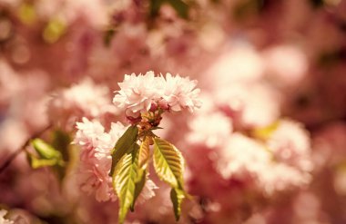 Baharda çiçek açan Japon kiraz ağacının pembe çiçekleri. seçici odak.