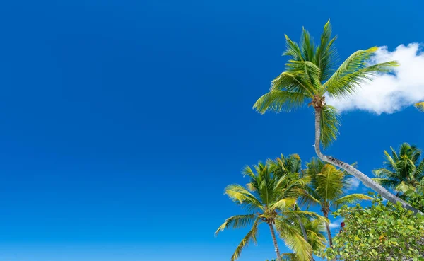 Тропічна Пальма Фоні Неба Копіювальним Простором Тропічна Пальма Блакитному Небі — стокове фото