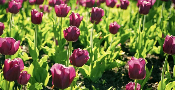 Tulipe Violette Fleur Gros Plan Avec Fond Naturel Coloré — Photo