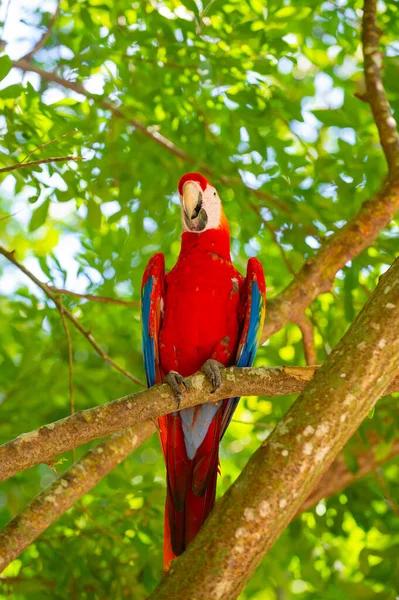 Καρά Μακάο Παπαγάλος Στο Forest Outdor Παπαγάλος Έξω Φωτογραφία Της — Φωτογραφία Αρχείου
