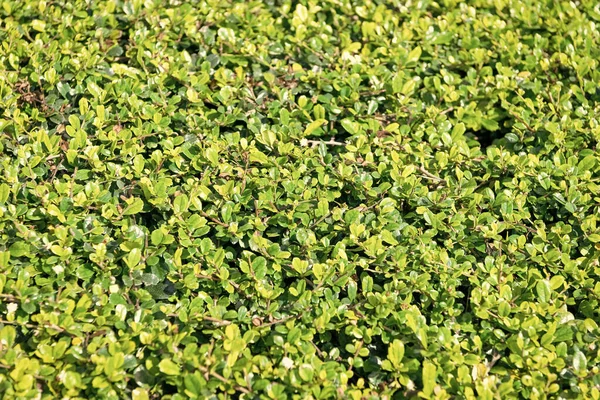 Πράσινοι Θάμνοι Φρέσκα Φύλλα Φυλλώματος Φυσικό Υπόβαθρο Θάμνοι — Φωτογραφία Αρχείου