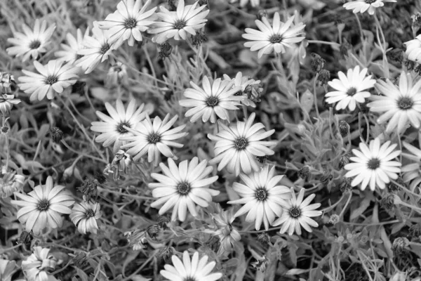 Lilac Flowers Daisy Beautiful Nature Background — ストック写真