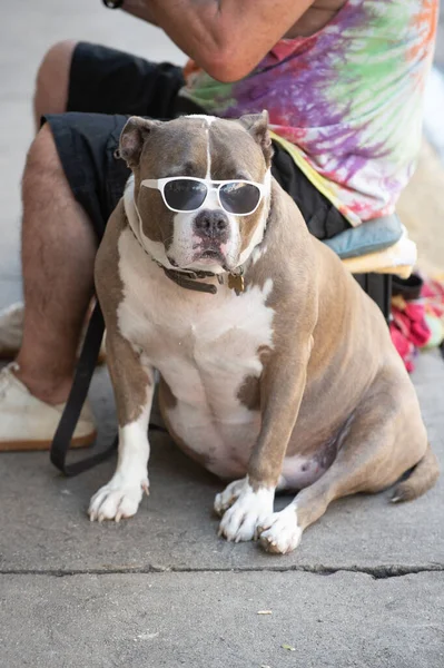Amerikaanse Bullebak Pitbull Hond Amerikaanse Bullebak Pitbull Hond Huisdier Amerikaanse — Stockfoto