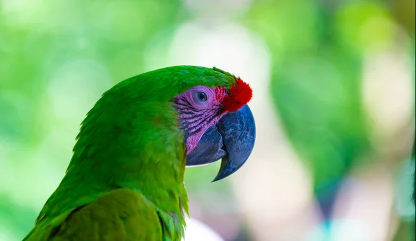 Foto Primo Piano Del Pappagallo Ara Macaw Allo Zoo Ara — Foto Stock