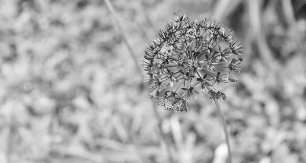 Лук Цветок Растения Естественном Фоне Копировальным Пространством Мбаппе — стоковое фото